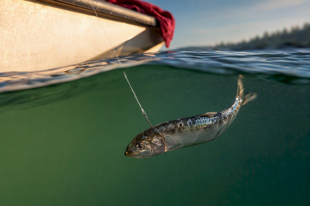 Cut-plug herring mooching beside boat
