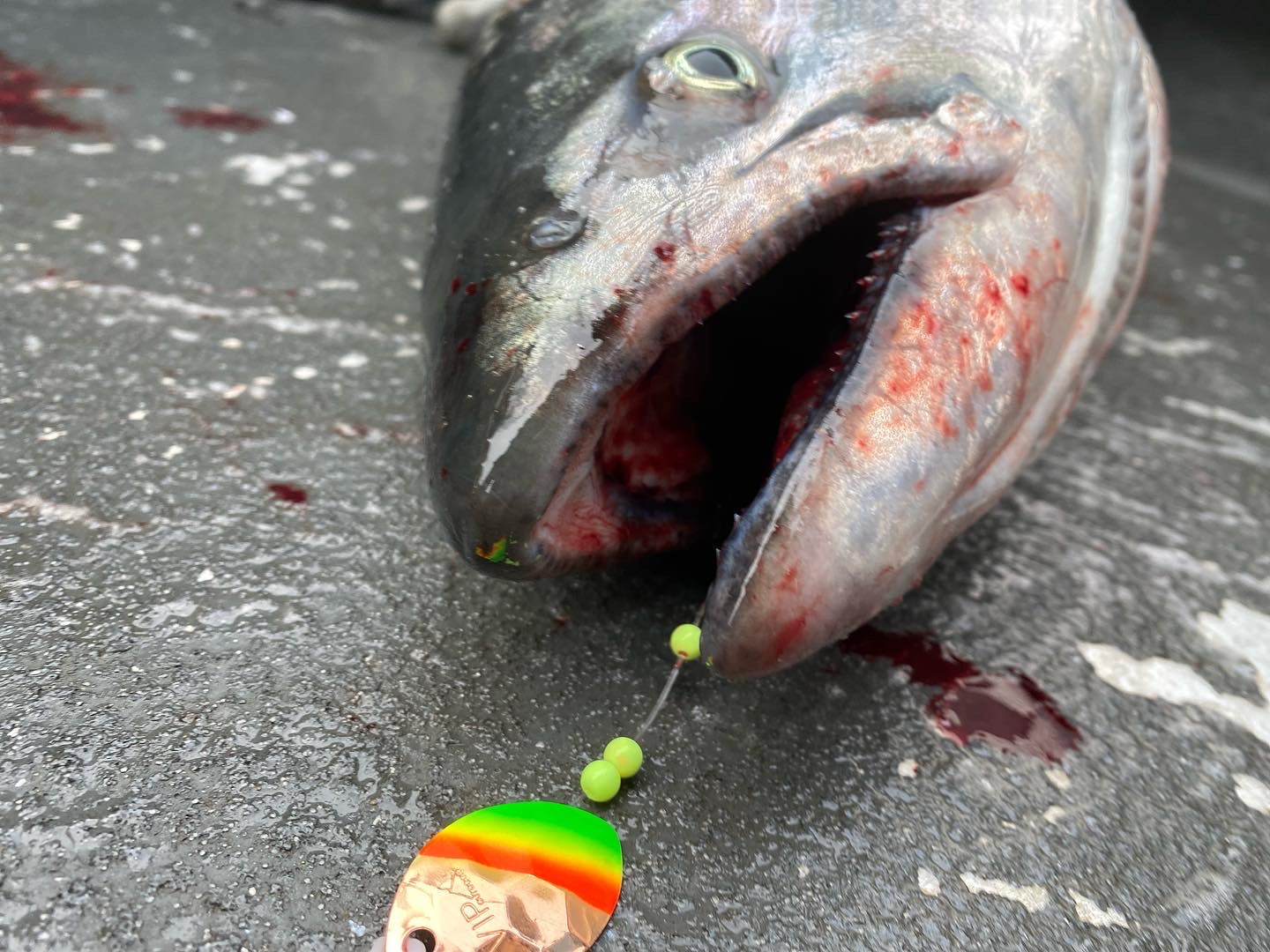 #3.5 CA "Cop Mex Hat" Spinner blade (Single blade)
