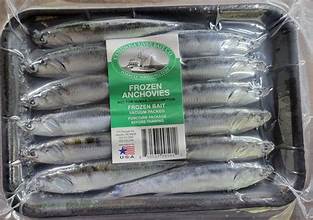 D & G BAIT CO GREEN LABEL ANCHOVIES TRAY