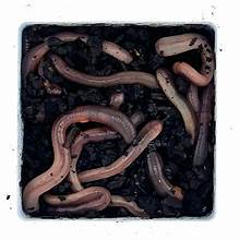 D & G BAIT CO 1 DOZEN NIGHT CRAWLERS